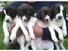 Blueline welpen American Pitbull Terrier