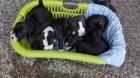 Blueline welpen American Pitbull Terrier .