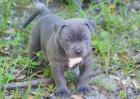 . American Welpen Blue-Line Pit Bull Terrier .