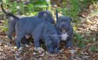 American Welpen Blue-Line Pit Bull Terrier .