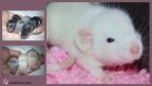 Wunderschöne Ratten Babys aus Liebhaberzucht