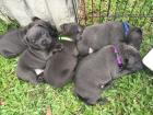 Blueline welpen American Pitbull Terrier q23