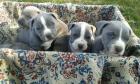 American Welpen Blue-Line Pit Bull Terrier 12 Wochen alt . /
