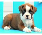 Boxerbabys mit Papieren abzugeben