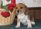Beagle Welpen bestens sozialisiert mit Papiere