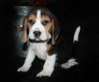 Beagle Welpen zu verkaufen