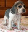 Beaglewelpen tricolor.