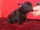 Reinrassige Französische Bulldogge Welpen Blauträger