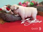 Französische Bulldoggen Welpen mit Papiere