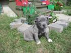Reinrassiger American Pitbull 12 Wochen Alt .