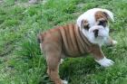 Englische Bulldoggen Babys in Sonderlackierung
