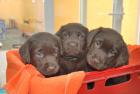 Labradorwelpen in chocolate und foxred Rüden