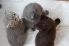 BKH Kitten mit Stammbaum in liebevolle Hände abzugeben