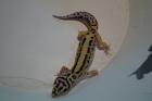 Leopardegeckos Männlich und Weiblich zur Abgabe