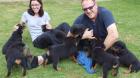 Rottweiler Welpen.