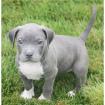 Reinrassiger American Pitbull 13Wochen Alt