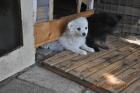 LOTTE und JERRY suchen ein neues zu Hause