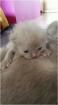 Süßer BKH Kitten junge