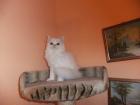 Perserkatzen Babys
