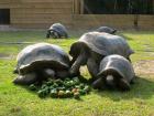 Aldabra Riesenschildkröten weiblich und männlich zu verkaufen