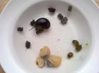 Aquariumschnecken- weiße lila Fuß dunkel blau gold-gelb grün - Jungtiere 2St
