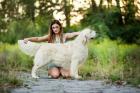 Golden Retriever Deckrüde FCI IMPORT