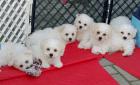 Bichon fris Welpen-aus VDH-Zucht such noch liebe Hundeeltern