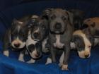 Süße und reinrassige Staffordshire Terrier in liebevolle Hände abzugeben