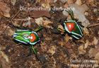 Dicronorhina derbyana schöne Käfer Rosenkäfer Engerlinge