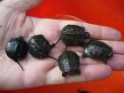 Europ. Sumpfschildkröten aus 2022