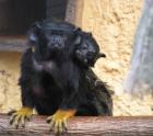 2 junge Rothandtamarine Saguinus midas zu verkaufen