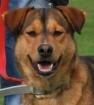 Dalila eine nette und menschenbezogene Hundedame
