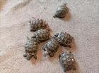 Schildkröte Maurische Landschildkröten NZ 2022