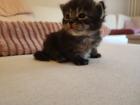 Ragdoll Main Coon Kitten suchen Zuhause