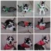 WUNDERSCHÖNE reinrassige Siberian Husky welpen