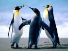 Privat Unternehmer sucht Partner oder Investor
