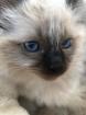 Heilige Birma/Ragdoll Kater