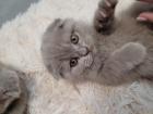 Scotischfold kitten