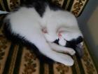 EKH-RAGDOLL Mix Katerchen 13 Wochen alt