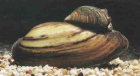 Teichfische Muscheln und Schnecken zu verkaufen