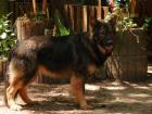 Altdeutsche Schäferhundwelpen Wurfankündigung August 2022