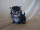 Sibirische Katzen Neva Masquarade from Arctic Shadows