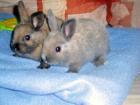 Babykaninchen