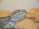Bartagame abzugeben mit Terrarium