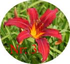 Biete verschiedene Taglilien-Arten Blumen.