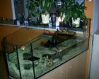 2 Wasserschmuckschildkröten reinschauen lohnt sich