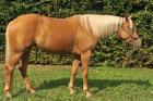 Gesunde bezahlbare Quarter Horses Paint Horses und Appaloosas gesucht