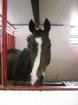 Biete Reitbeteiligung an Dressurendmaßpony