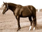 Deckanzeige Quarter Horse AQHA