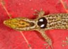 Biete versch. Sphaerodactylus Kugelfingergecko